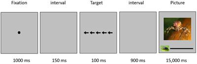 The link between emotion regulation and size estimation of spiders pictures among women with fear of spiders